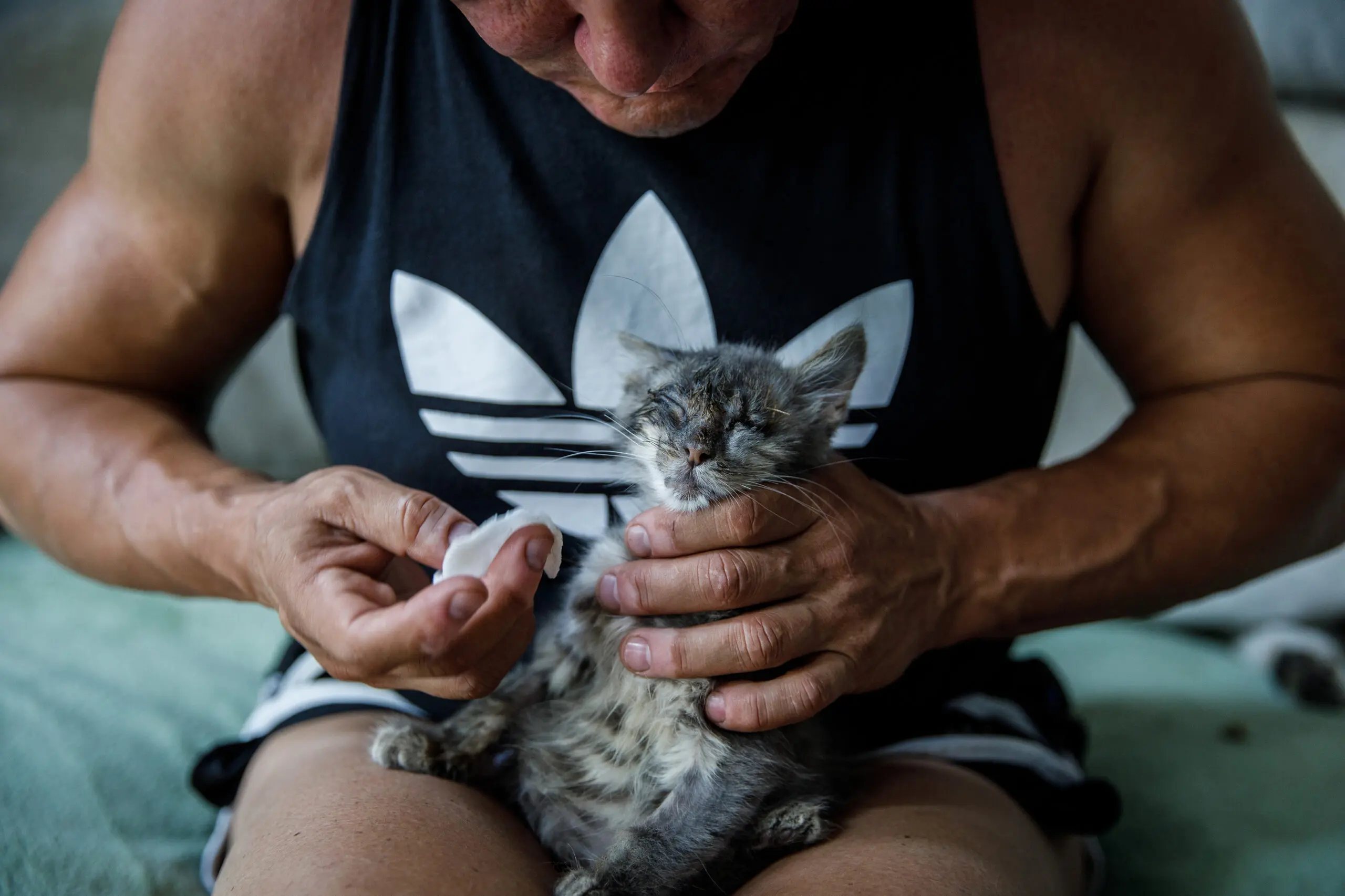 Anna Kurkurina carefully cleans the eye of a kitten in the living room of her home.