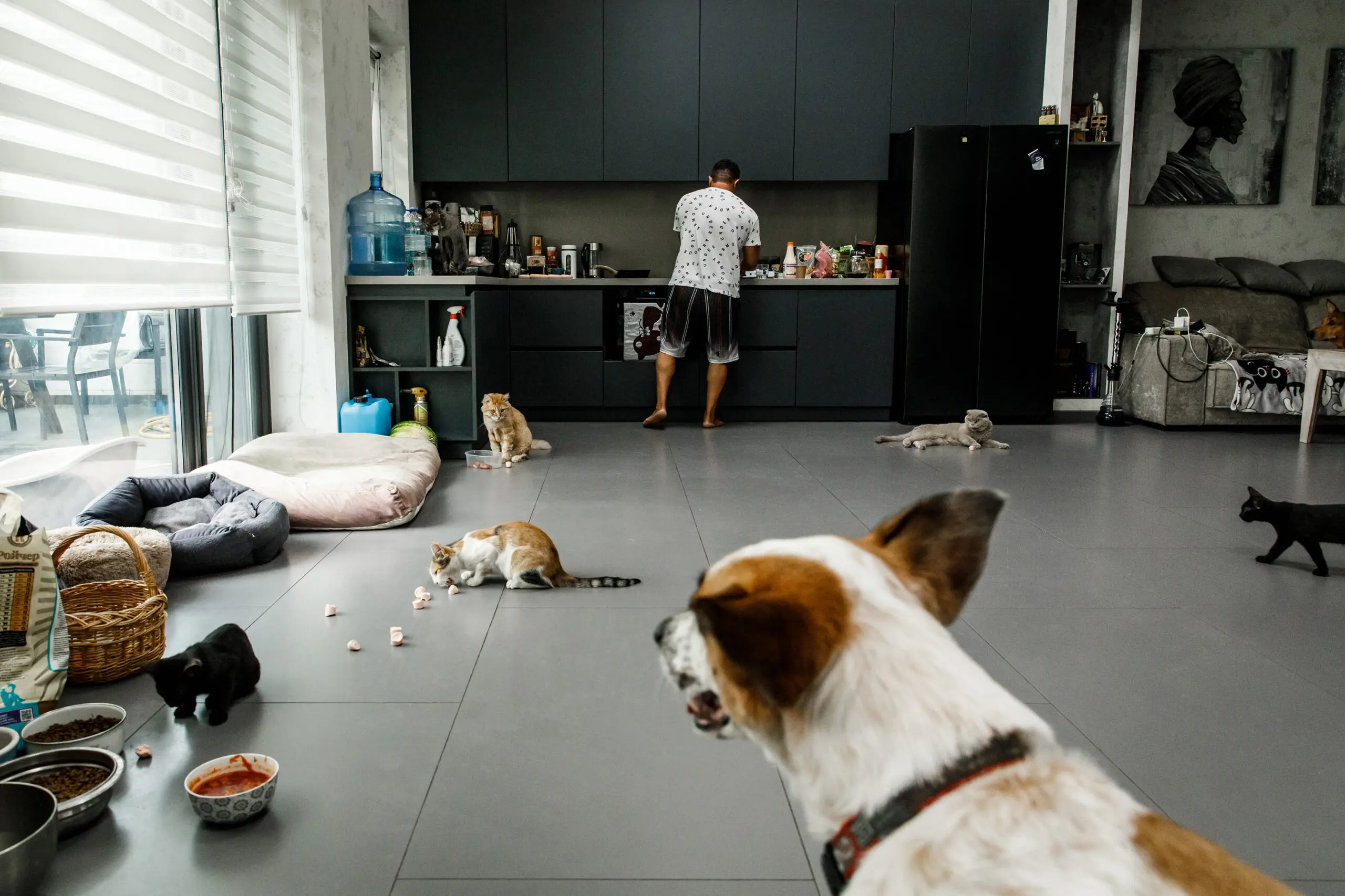 Cats, kittens and dogs congregate in Anna's kitchen as she prepares dinner.