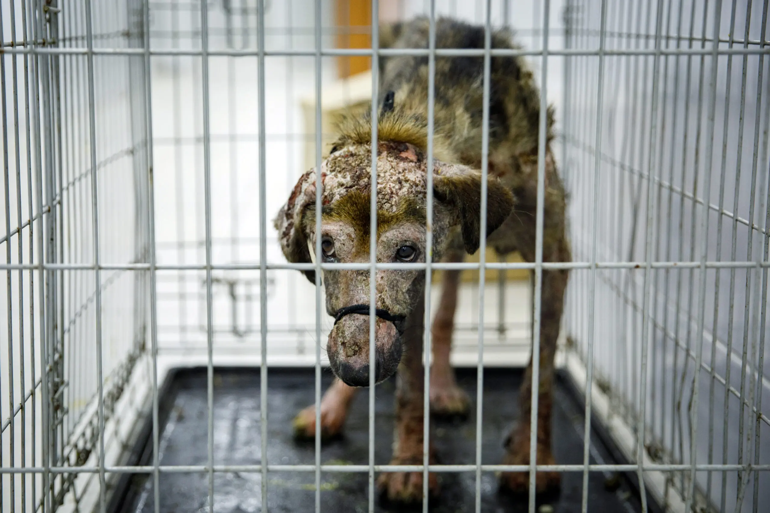 A rescued dog cowers in a cage with severe demodicosis (“red mange”).